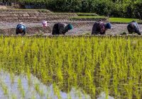 کارنامه جدید ایران در تولید برنج / به واردات برنج نیاز داریم