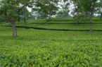 بیش از ۳۱ هزار تن برگ سبز چای در استان‌های شمالی خریداری شده است