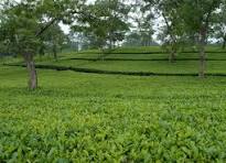 بیش از ۳۱ هزار تن برگ سبز چای در استان‌های شمالی خریداری شده است