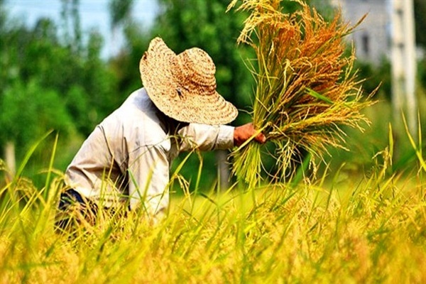 آغاز ششمین سرشماری عمومی کشاورزی ۱۴۰۳ در گیلان