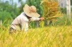 حذف ارز ترجیحی برنج سدی محکم در برابر دلالان
