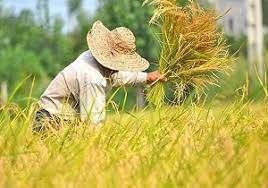 حذف ارز ترجیحی برنج سدی محکم در برابر دلالان