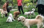 شهرهایی که سگ‌گردانی در آنها ممنوع است