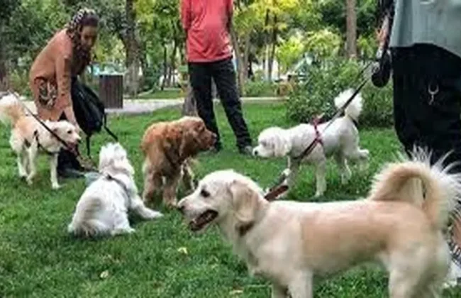 شهرهایی که سگ‌گردانی در آنها ممنوع است