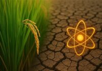 برنج هستی تجلی تعامل انرژی صلح آمیز هسته ایی با بخش کشاورزی