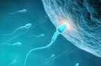 فیلمی دیدنی از لحظه فعال شدن تخمک توسط اسپرم؛ زندگی با یک جرقه نور آغاز می‌شود!