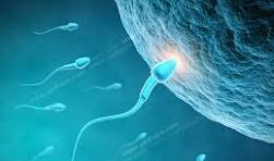فیلمی دیدنی از لحظه فعال شدن تخمک توسط اسپرم؛ زندگی با یک جرقه نور آغاز می‌شود!