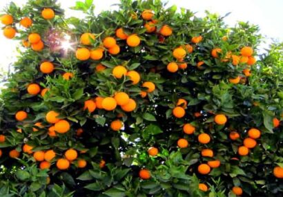 رتبه پنجم استان گیلان در تولید مرکبات کشور رتبه پنجم استان گیلان در تولید مرکبات کشور