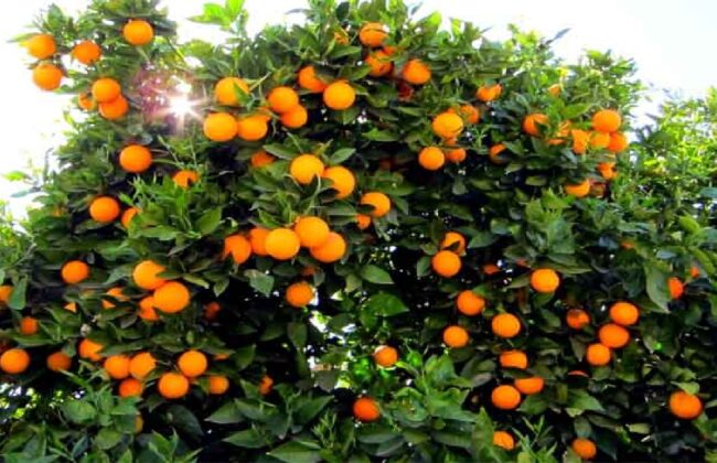 رتبه پنجم استان گیلان در تولید مرکبات کشور