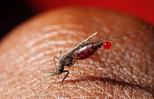 اینفوگرافی| بیماریهایی که از پشه به انسان منتقل میشود