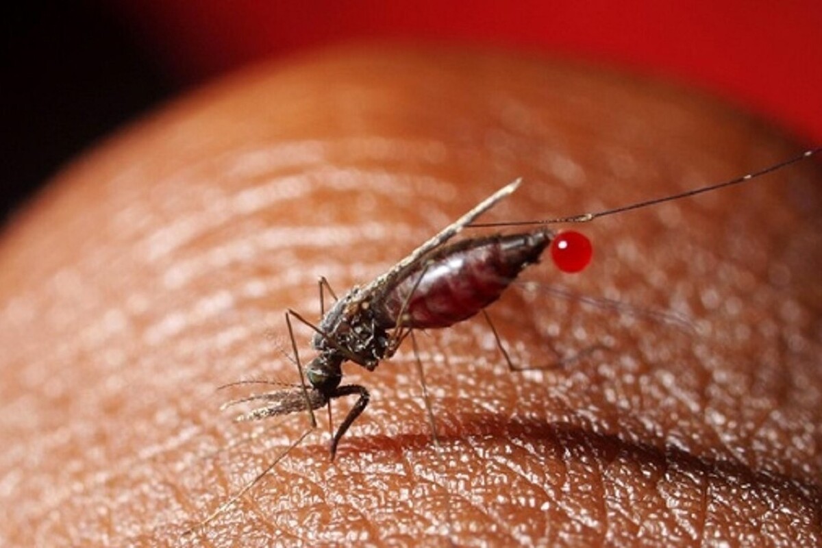 اینفوگرافی| بیماریهایی که از پشه به انسان منتقل میشود