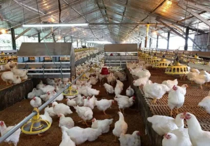 ماجرای مرغ تریاکی چیست؟