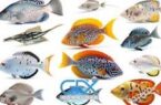 با انواع ماهیها آشنا شوید + اینفوگرافیک با انواع ماهیها آشنا شوید + اینفوگرافیک