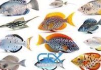 با انواع ماهیها آشنا شوید + اینفوگرافیک با انواع ماهیها آشنا شوید + اینفوگرافیک