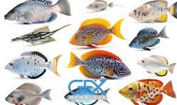 با انواع ماهیها آشنا شوید + اینفوگرافیک با انواع ماهیها آشنا شوید + اینفوگرافیک