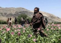 ماهیت تریاک در ایران تغییر کرد ماهیت تریاک در ایران تغییر کرد