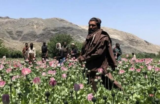 ماهیت تریاک در ایران تغییر کرد