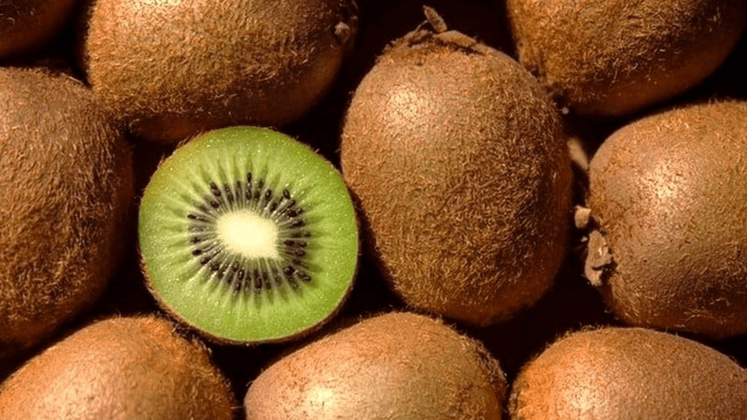 کیوی گیلان به ۳۰ کشور جهان رسید