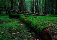 استقرار دوربین دیدبلند در جنگل های گیلان استقرار دوربین دیدبلند در جنگل های گیلان