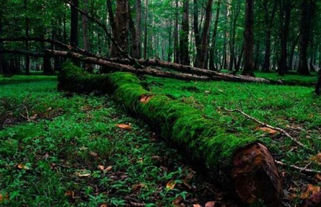 استقرار دوربین دیدبلند در جنگل های گیلان