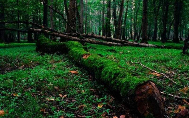 استقرار دوربین دیدبلند در جنگل های گیلان