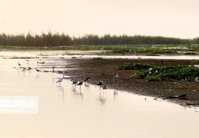 عامل حریق در تالاب بینالمللی بندرانزلی دستگیر شد